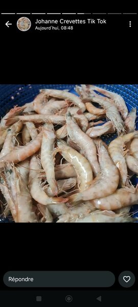 Crevettes fraîches