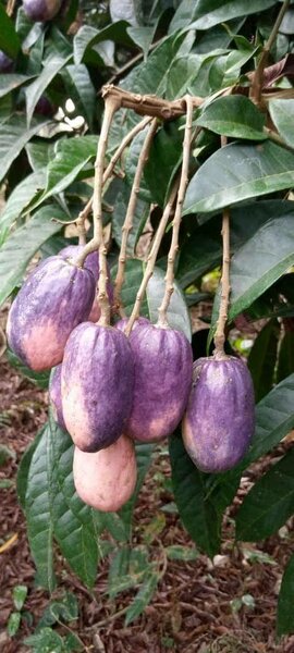 Fruits exotiques safou