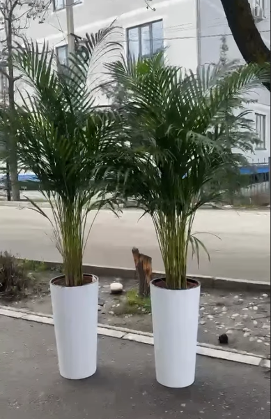 огромный шикарный дипсис