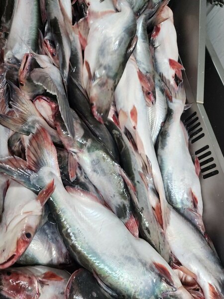 Poisson pangasus (moichoiron)