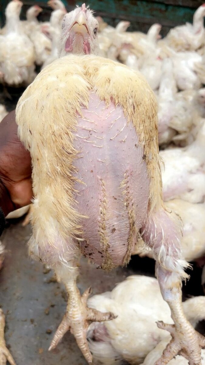 Poulet Frais de Qualité