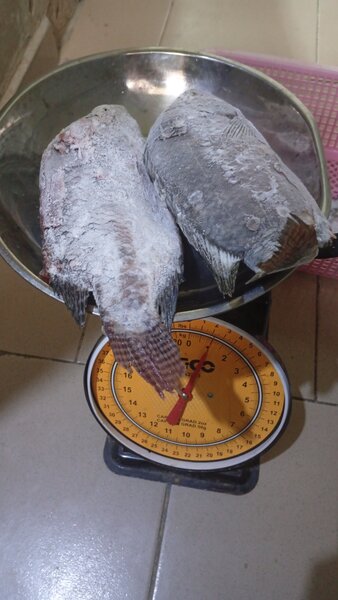 Poissons Tilapia Congelés