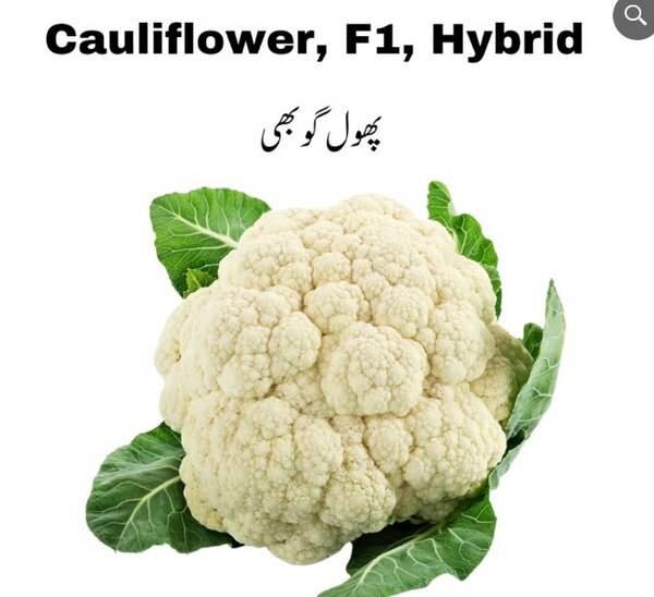 Cauliflower, F1 Hybrid / پھول گوبھی
