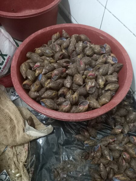 Escargots de brousse bio