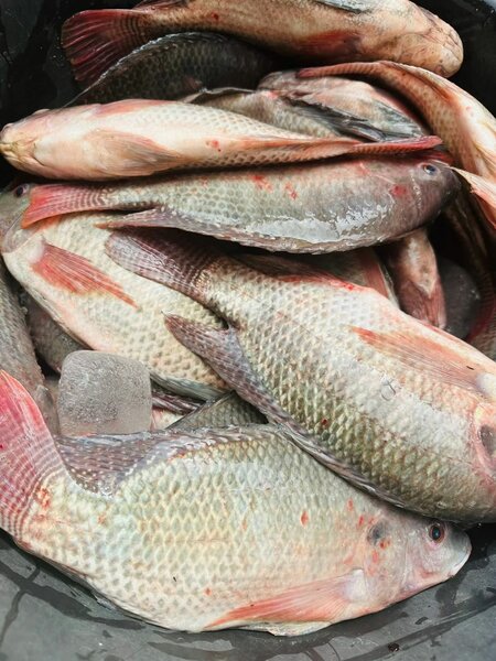 Tilapia fraîche de qualité