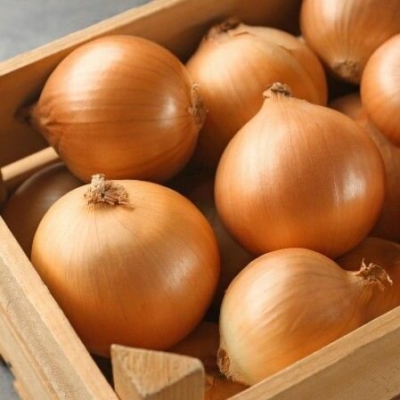 ONION SEEDS