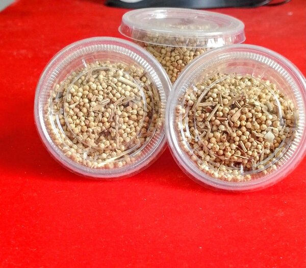 Graines de chebé bio