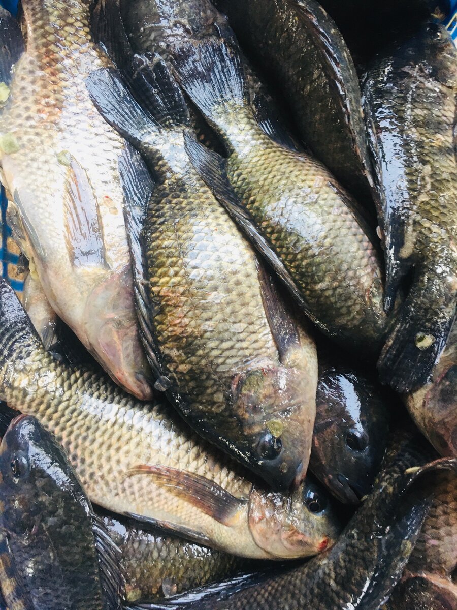 Fresh Tilapia
