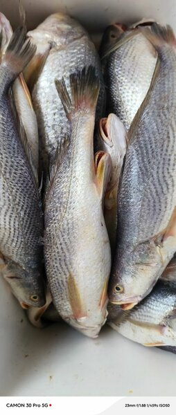 Poissons sossos frais dispo