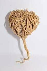 Rose de Jéricho - Plante Immortelle