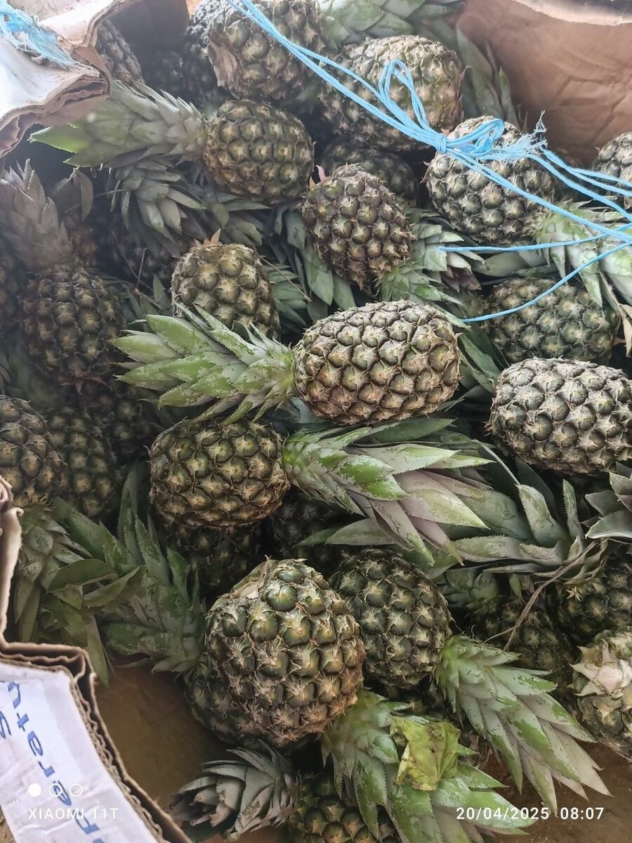 Ananas pain sucre en vrac