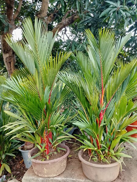 Palmier décoratif en pot