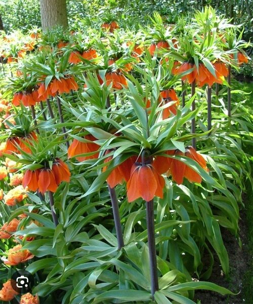 Императорский рябчик