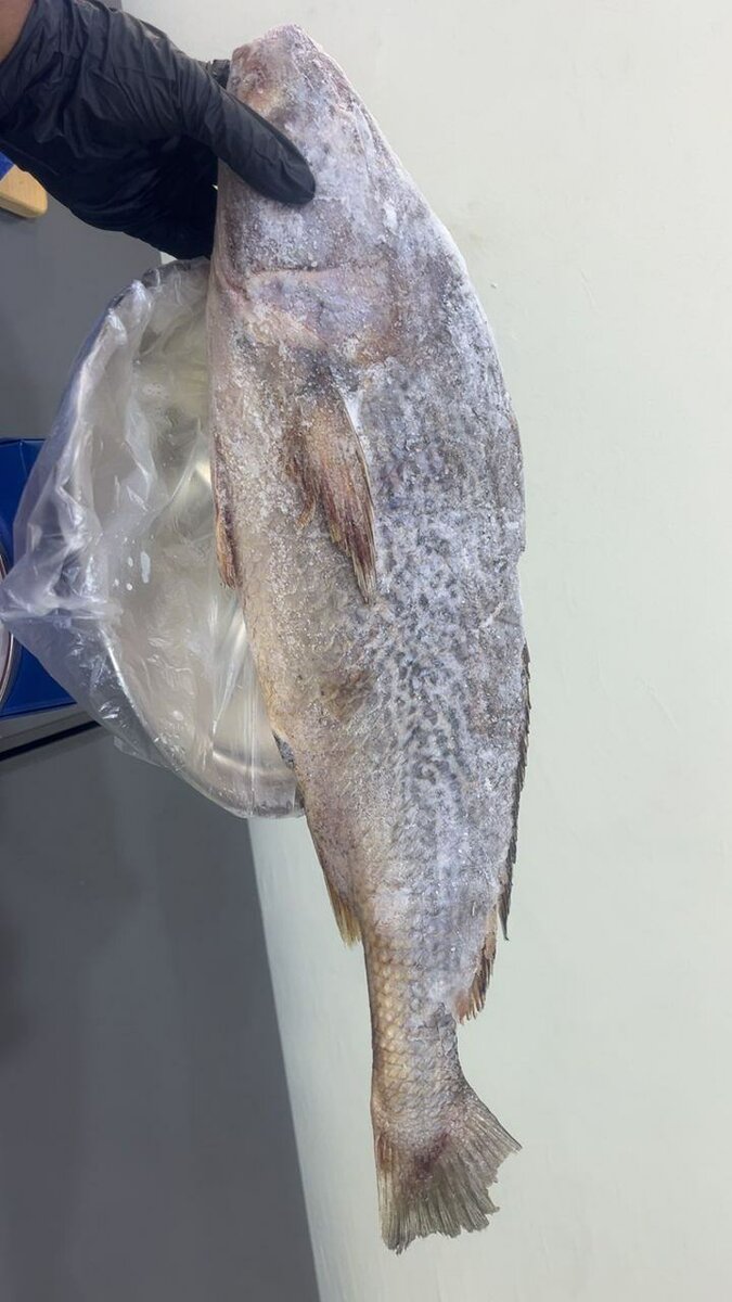 Poisson et Poulet Entier frais