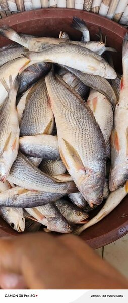 Poissons frais pour cuisine