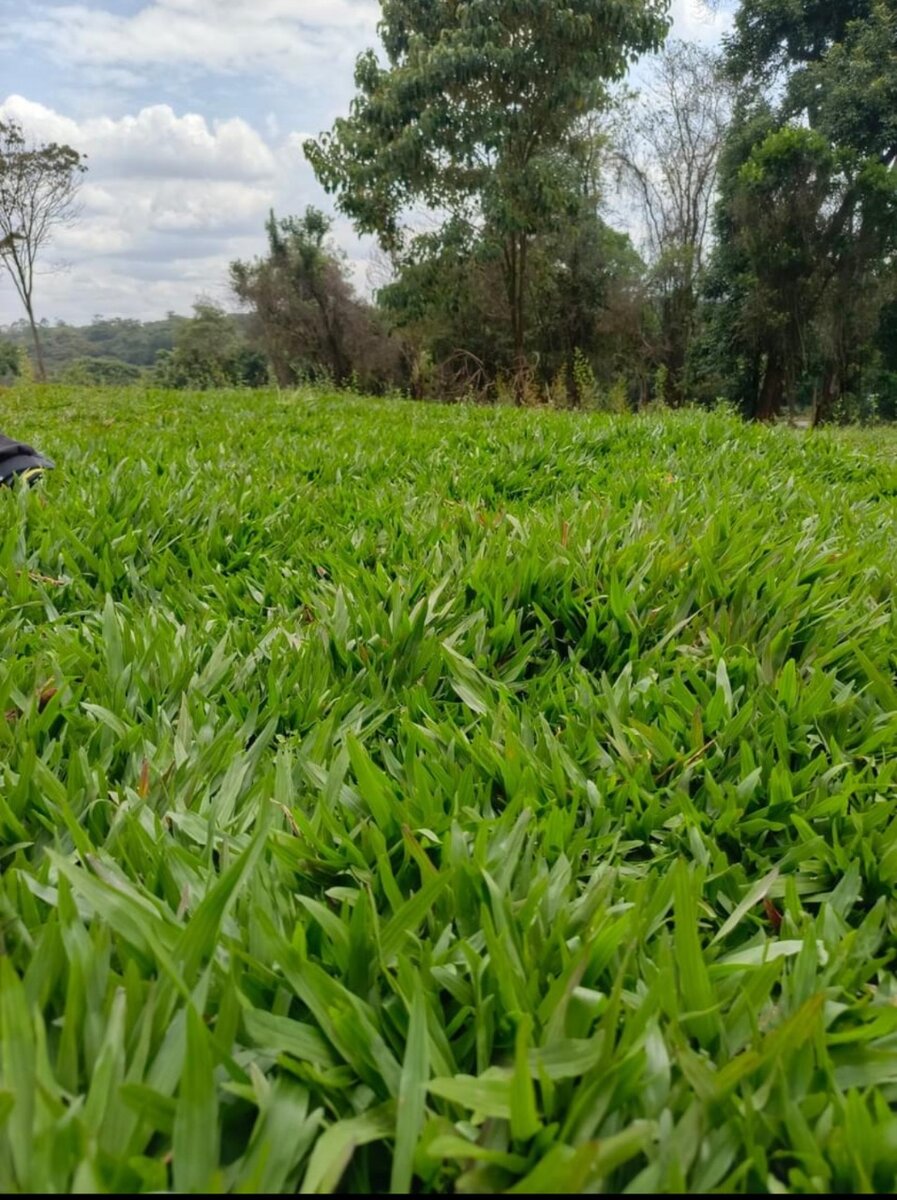 Love grass(50 kg sac)