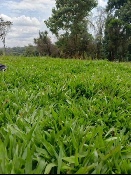 Love grass(50 kg sac)