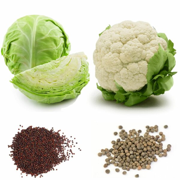 CABBAGE AND CAULIFLOWER SEEDS