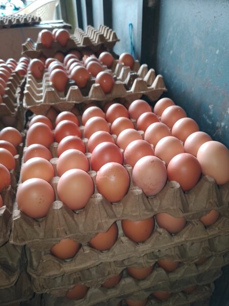 Œufs frais fermiers en gros