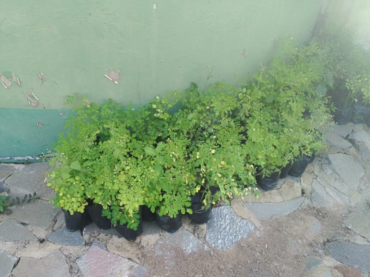 Moringa tree seedlings