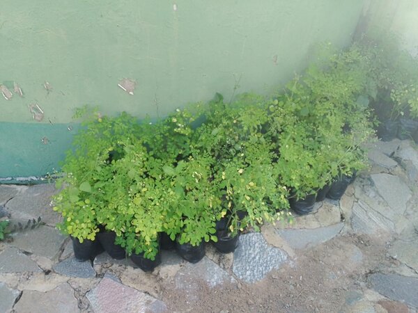 Moringa tree seedlings