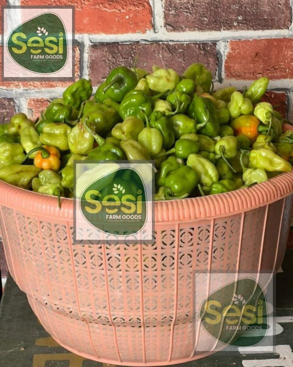 Freshly harvested vegetables
