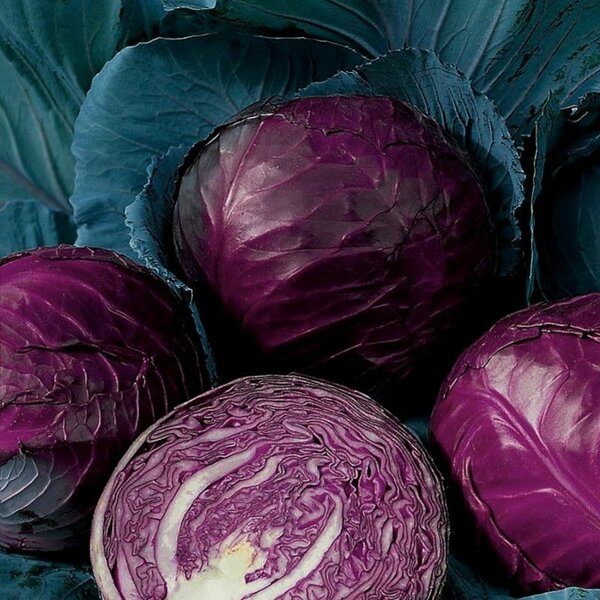 RED CABBAGE SEEDS