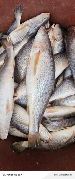 Poissons sossos frais dispo