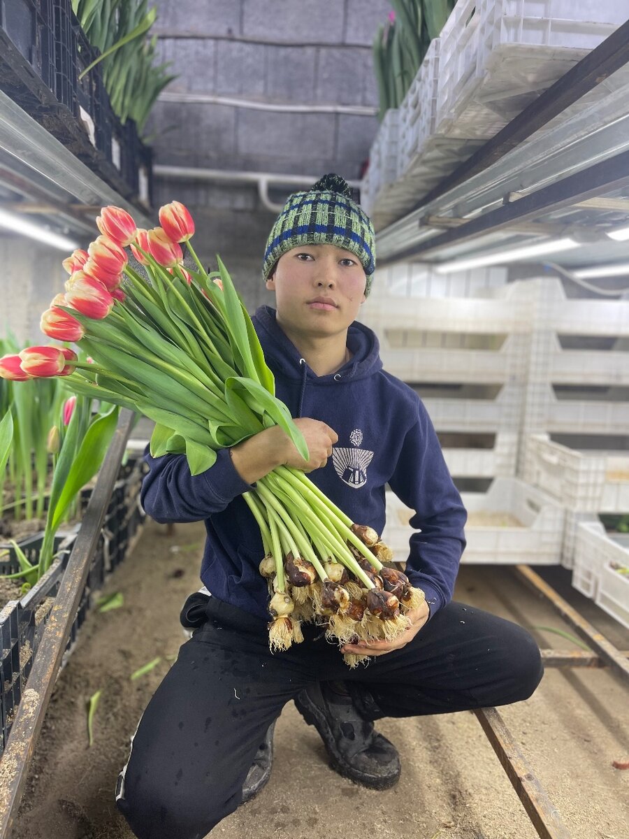 Голландские Тюльпаны оптом и в розницу