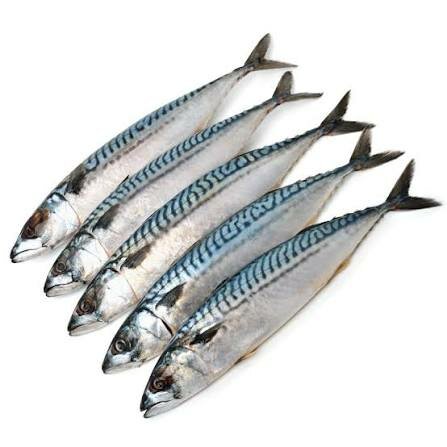 Maquereau frais 10kg