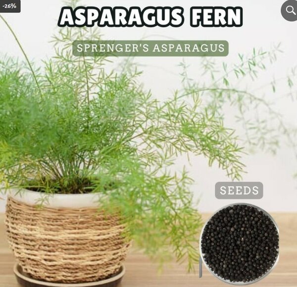 Asparagus Fern Seeds