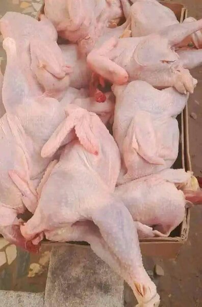 Poulets frais fermiers