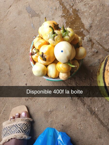 Aubergines Africaines Fraîches