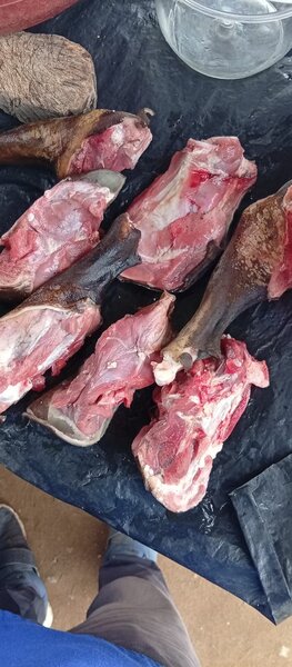 Viande fraîche de cabris