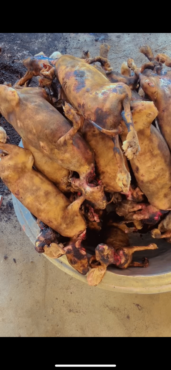 Viande de Lapin Fraîche et Fum