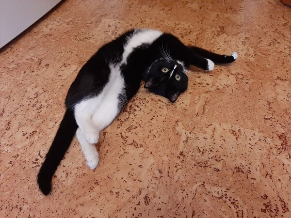 Black and White Cat Photo