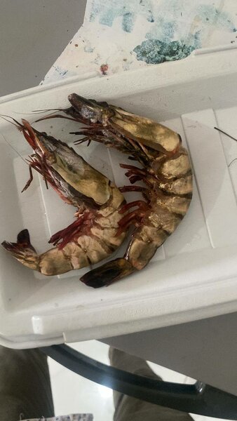Tiger Prawns