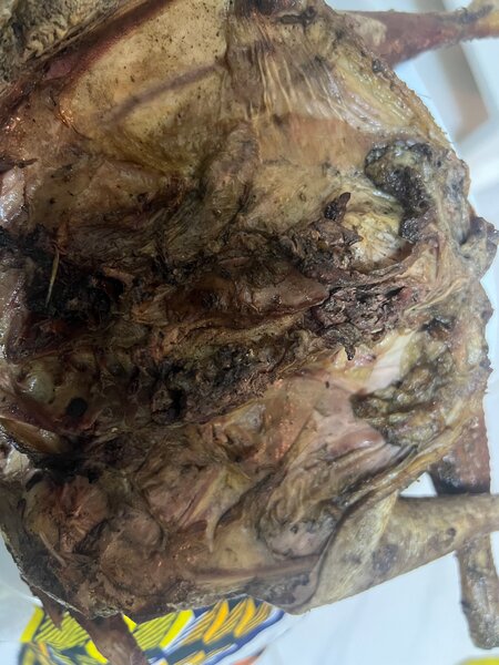 Dinde Fraîche Qualité Supérieure