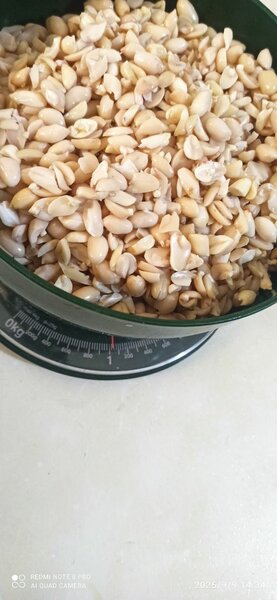 Arachides précuit et netoyer