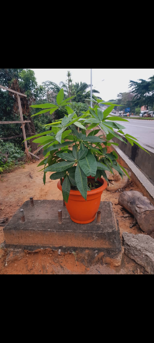 Plante verte d'intérieur élégante
