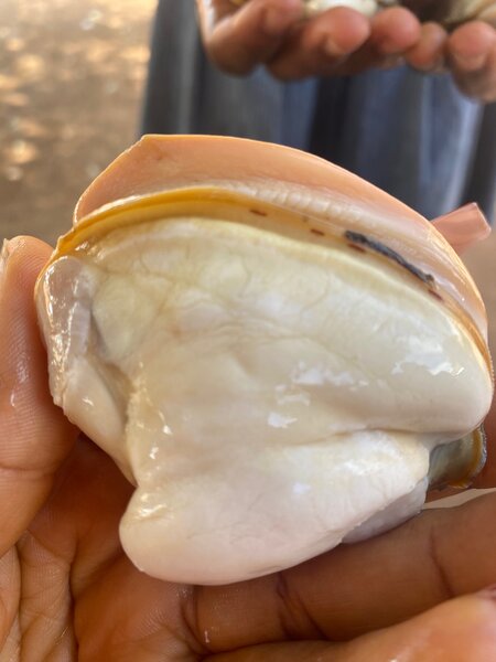 Oyster/Adordi/Fani which is originally known as Clams