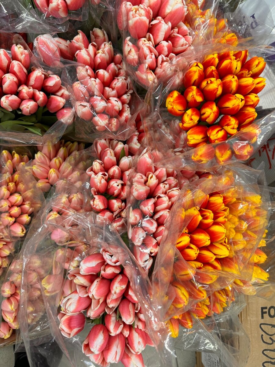 Тюльпан оптом