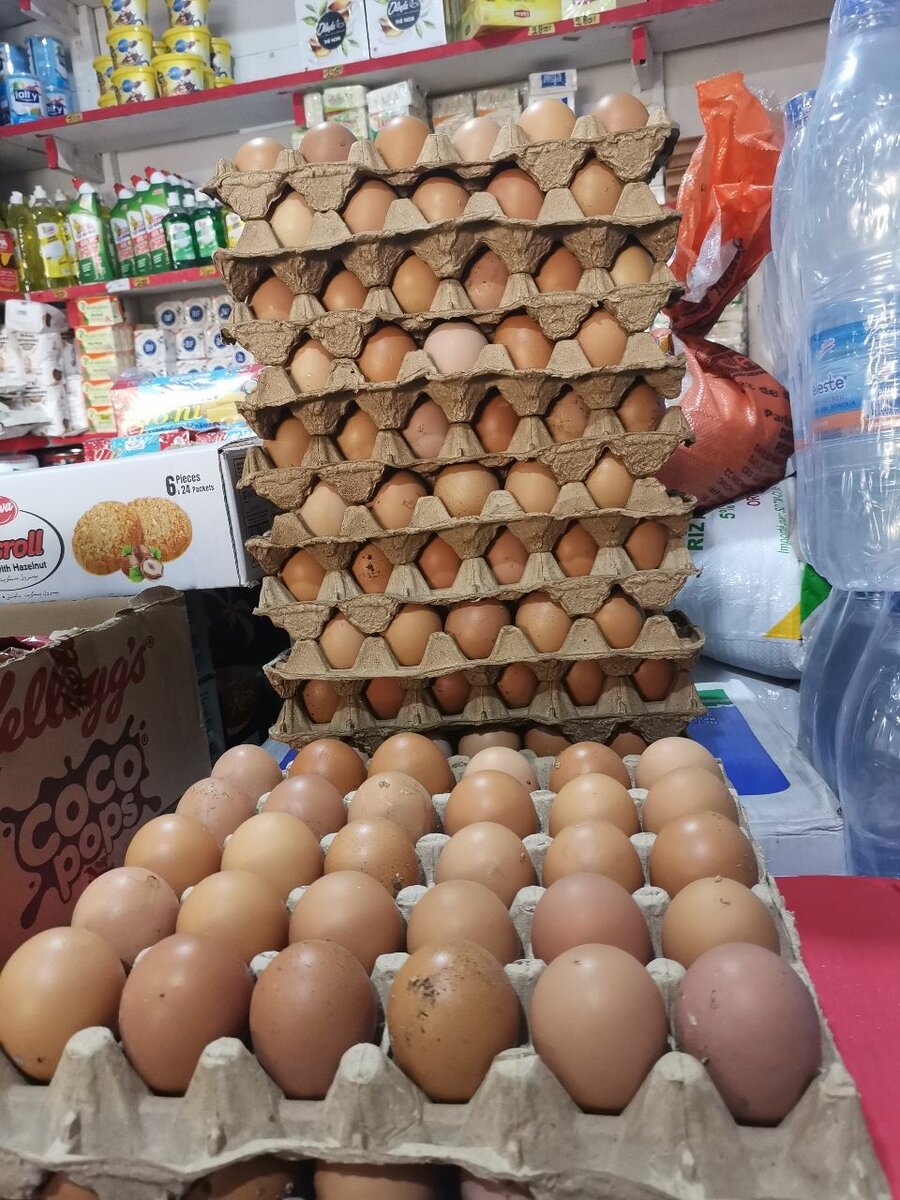 Oeufs bio frais plaquette 2600