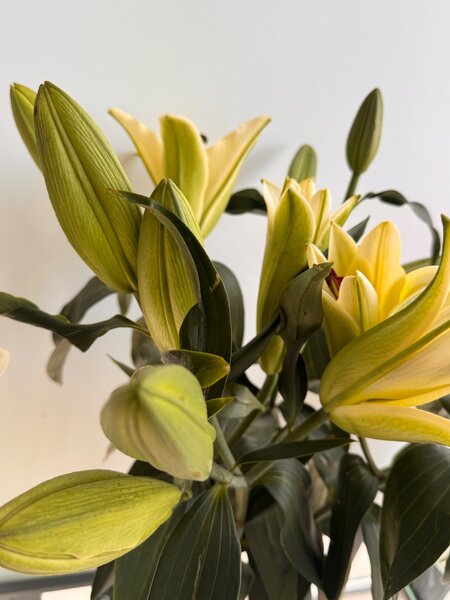 Лилия Голландия