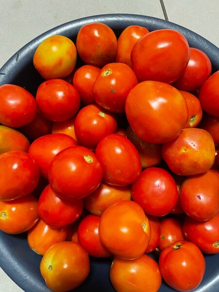 Tomates fraîches. Prix au kilo