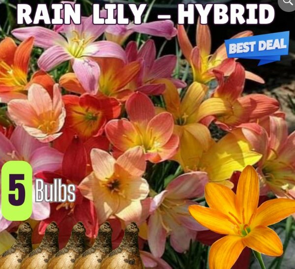 Rain Lily Bulbs, Hybrid (Mix) DEAL – Pack of 5