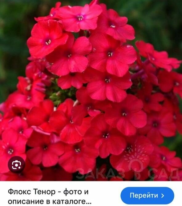 Флоксы метельчатые