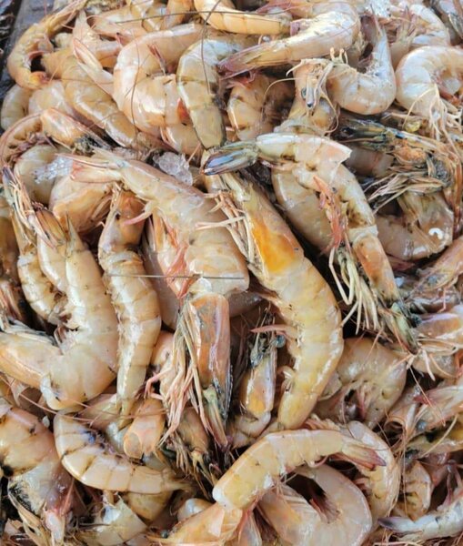 Crevettes roses Fraîches