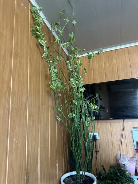 Педилантус