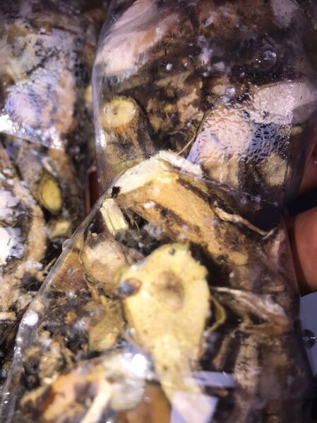 Infections Power Bitters